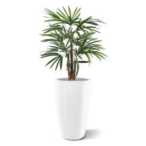 Wat een leuke tropische verrassing is deze kunst Raphis palm 75 cm in pot! Deze minipalm met bladeren als waaiers palmt iedereen gegarandeerd in. Bij uitstek geschikt om solo te presenteren of te verwerken in een exotisch arrangement. Onze Raphis kunstpalm is gemaakt van drie echte houten stammetjes van waaruit de stengels