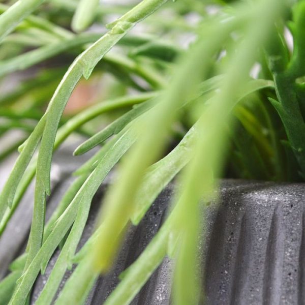 en heeft een opvallend uiterlijk. Als kunstplantje kunt u ze het best met meerdere gebruiken in arrangementen op lage of halfhoge sierpotten en schalen. De kunststof bladeren zijn vertakt