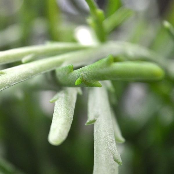 plat en afhangend en makkelijk te modelleren. De breedte bedraagt ongeveer 25 cm en de hoogte