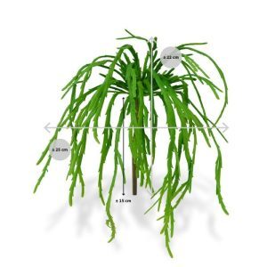 Rhipsalis Lepismium komt oorspronkelijk uit Zuid-Amerika en is familie van de Cactus