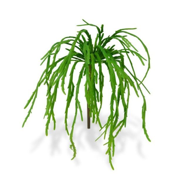 Rhipsalis Lepismium Boeket 30 cm 6