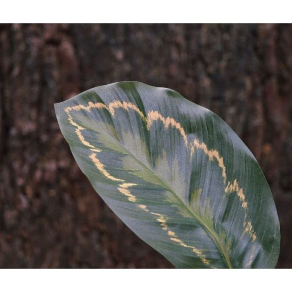 zodat ze makkelijk te verwerken zijn in arrangementen en kunstboeketten voor een decoratief geheel.   Deze Roseopicta bladtak heeft een mooie gedetailleerde bladprint