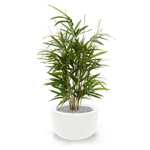 zodat elk interieur een oosterse sfeer krijgt. De hoogte van de Bamboe Royal is ongeveer 70 cm. De breedte bedraagt ongeveer 40 cm. Standaard wordt deze boom in een plastic pot geleverd en kan in lage als ook hoge potten geplaatst worden. De afgebeelde sierpotten zijn tegen meerprijs leverbaar.