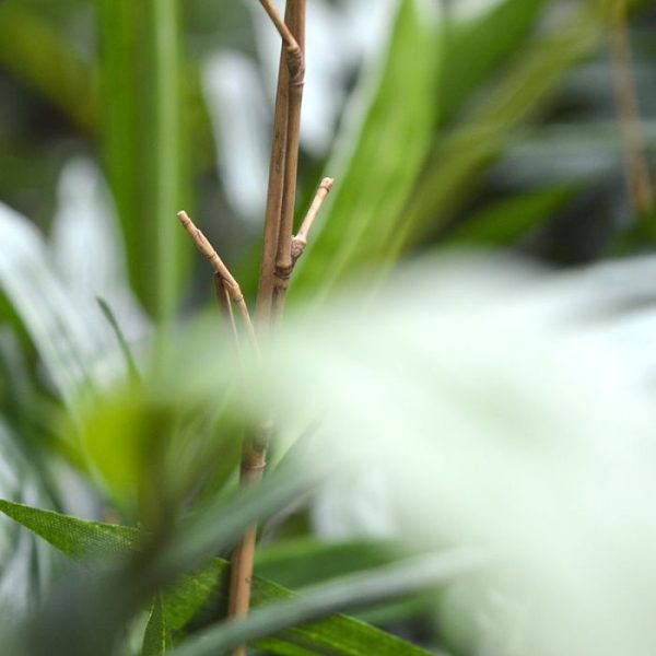 Royal Bamboe 70 cm groen 4