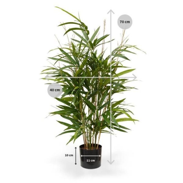 Royal Bamboe 70 cm groen 6