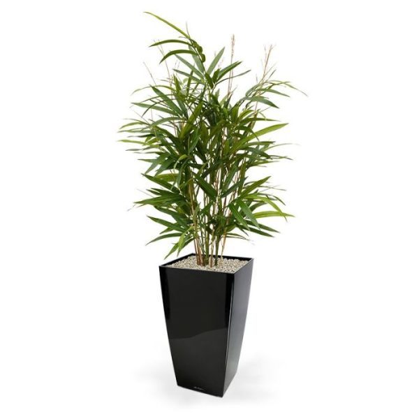 Deze Royal Bamboe 70 cm kunstplant kenmerkt zich doordat de blaadjes smaller zijn en de takken meer naar boven groeien in vergelijking met andere bamboe soorten. Een kunstbamboe van een zeer natuurgetrouwe topkwaliteit met 4 kunststof takken en 8 echte bamboe takken