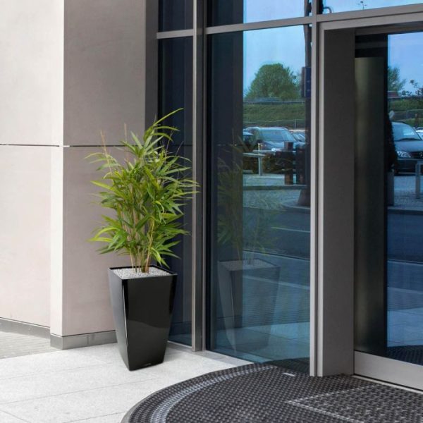 Royal Bamboe 70 cm groen 7