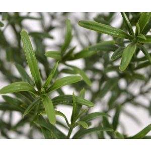 Deze kunststof UV bestendige Rozemarijn kunsttak 40 cm is met zijn sprieterige blaadjes de perfecte basis voor een decoratief tafel- of vensterbank plantje. Een ideaal kunststof takje om een sierpot of mooie schaal mee op te steken! De lengte van deze kunsttak is inclusief steel ongeveer 40 cm en breedte is ongeveer 20 cm. In deze uitvoering wordt het kunstkruid geleverd als losse tak