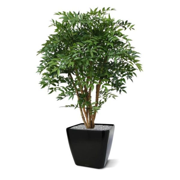 Groene kunstplanten lijkt het net alsof deze kunstboom zo uit een Japanse tuin komt! De Ruscus deluxe heeft een hoogte van ongeveer 110 cm