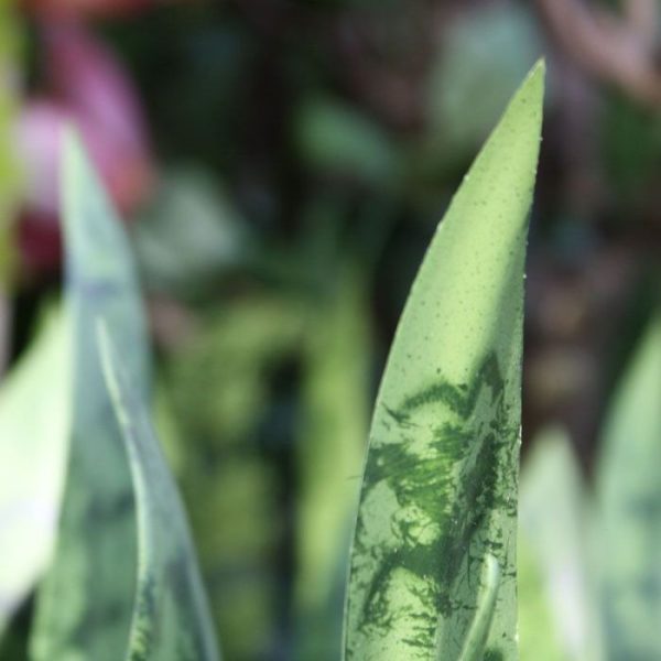 Sanseveria-Boeket-40-cm-groen-3 Sanseveria Boeket 40 cm groen 3