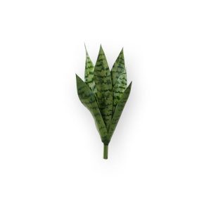 Sanseveria's zijn weer helemaal in! Dit bijzonder goed nagemaakte Sanseveria kunstboeket is een mooie decoratie voor de vensterbank of op een dressoir.  De hoogte van het Sanseveria boeket is ongeveer 42 cm (totaal inclusief steel) en heeft een breedte van ongeveer 20 cm. Gestoken in een ronde of rechthoekige plantenbak laat dit model zich ook prima lenen om met meerdere planten in een pot te presenteren. De afgebeelde sierpotten kunnen direct mee besteld worden.  De Sanseveria boeketten zijn ook leverbaar in de kleur bont en in de maten 40