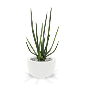 Deze bijzonder goed nagemaakte Sanseveria Cylindrica kunstplant is een mooie decoratie voor de vensterbank of op een dressoir. Bovendien zijn de Sanseveria's weer helemaal in en passen ze in een modern interieur!   De hoogte van de Sanseveria kunstplant is ongeveer 70 cm. De breedte van deze kunst Sanseveria is ongeveer 35 cm. De Cylindrica wordt geleverd in een standaard binnenpot van ø17x15 cm.   Het model leent zich prima voor lage sierpotten.