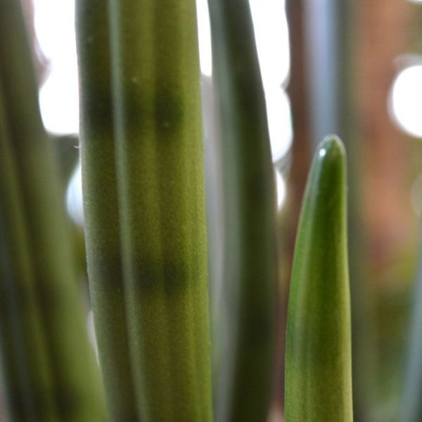 Sanseveria-Cylindrica-kunstplant-75-cm-groen-5 Sanseveria Cylindrica kunstplant 75 cm groen 5
