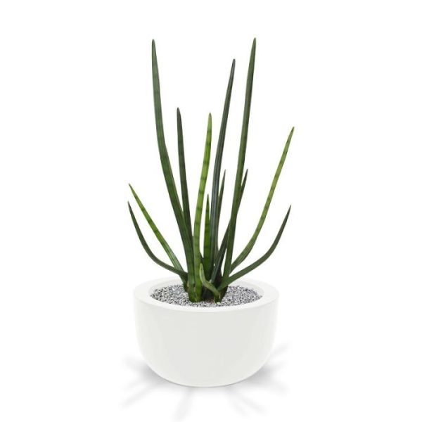 Sanseveria Cylindrica kunstplant 75 cm groen Deze bijzonder goed nagemaakte Sanseveria Cylindrica kunstplant is een mooie decoratie voor de vensterbank of op een dressoir. Bovendien zijn de Sanseveria's weer helemaal in en passen ze in een modern interieur!   De hoogte van de Sanseveria kunstplant is ongeveer 70 cm. De breedte van deze kunst Sanseveria is ongeveer 35 cm. De Cylindrica wordt geleverd in een standaard binnenpot van ø17x15 cm.   Het model leent zich prima voor lage sierpotten.
