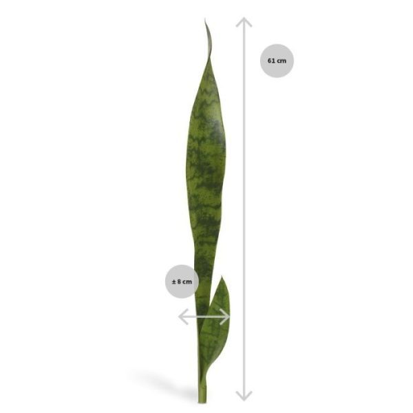 bij uitstek goed verwerken als arrangement in hoge smalle bakken. Zo kunt u op een heel slimme wijze natuurlijke scheidingen aanbrengen. De hoogte van deze Sanseveria steker is ongeveer 60 cm