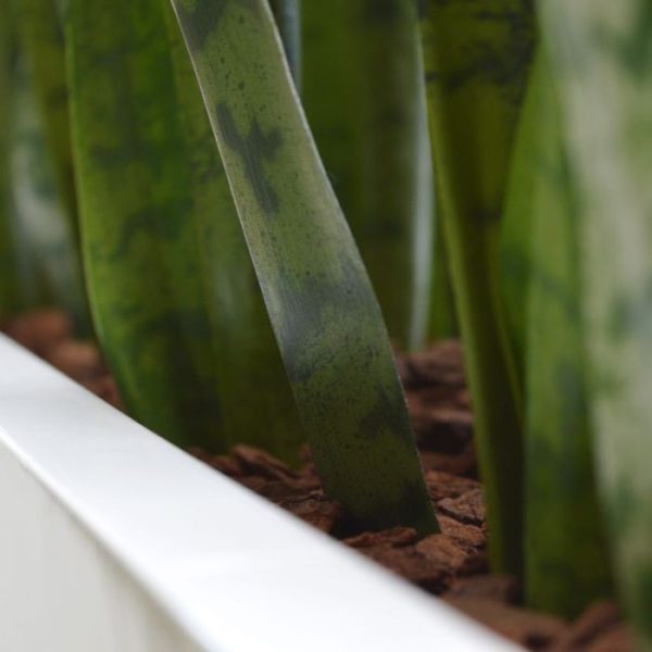 Sanseveria-kunstplant-80-cm-steker-3 de breedte is ongeveer 15 cm. De bladprint is zo echt nagemaakt dat deze niet van een echte is te onderscheiden. De Sanseveria steker is tevens leverbaar in een lengte van 60 cm. De afgebeelde plantenbakken kunnen tegen meerprijs mee besteld worden.