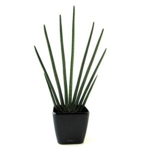 Deze bijzonder goed nagemaakte Sanseveria Cylindrica kunstplant is bijna niet van echt te onderscheiden. De diameter van de plant is circa 50 cm en is ongeveer 85 cm hoog. De Sanseveria past door zijn aparte vormgeving perfect in een moderne omgeving. De Sanseveria wordt in een standaard plastic binnenpot geleverd..