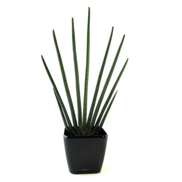 Sansevieria Cylindrica 85cm kunstplant in pot Deze bijzonder goed nagemaakte Sanseveria Cylindrica kunstplant is bijna niet van echt te onderscheiden. De diameter van de plant is circa 50 cm en is ongeveer 85 cm hoog. De Sanseveria past door zijn aparte vormgeving perfect in een moderne omgeving. De Sanseveria wordt in een standaard plastic binnenpot geleverd..