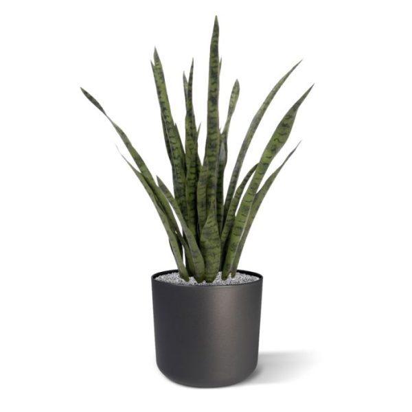 Sansevieria XL 100 cm kunstplant groen 2