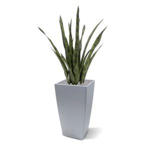 Deze bijzonder goed nagemaakte Sanseveria is een aanwinst voor elk interieur. Met een hoogte van ± 100 cm kan de plant zowel op een hoge pot als in een mooie grote schaal gepresenteerd worden. De Sansevria XL wordt in een standaard plastic binnenpot geleverd. De afgebeelde sierpot is dus niet bij de prijs inbegrepen.