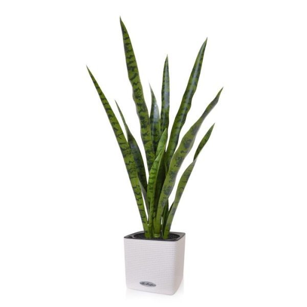zodat de plant gemakkelijk in een sierpot te plaatsen is. De breedte van deze Sanseveria is ongeveer 35 cm. Uiteraard laat dit model zich ook prima lenen om met meerdere planten in een grotere ronde of rechthoekige plantenbak gepresenteerd te worden.