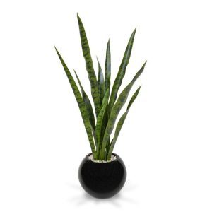 Deze bijzonder goed nagemaakte Sanseveria kunstplant is een mooie decoratie voor de vensterbank of op een dressoir. Bovendien zijn de Sanseveria's weer helemaal in! De hoogte van de Sanseveria kunstplant is ongeveer 80 cm en deze wordt in een ø13 cm plastic binnenpot geleverd