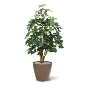 Deze brandvertragende Schefflera Exotica is het compleet vernieuwde model uit de Schefflera familie. De verbeterde bladvorm