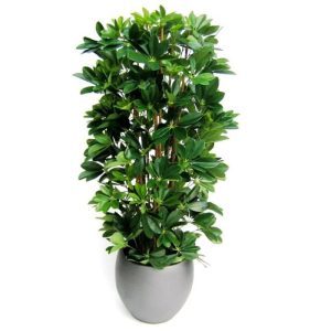 Deze schitterende kopie van een Schefflera boom ziet er mede door zijn grote aantal blaadjes verbluffend echt uit. Het kolommodel