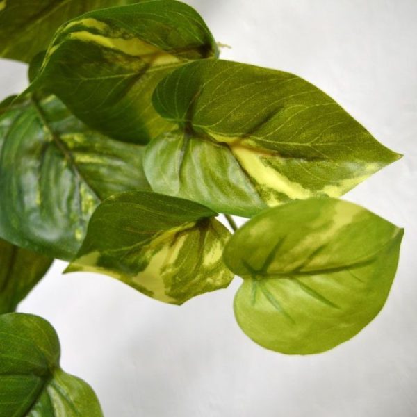 Scindapsus Guirlande RT 180 cm 1