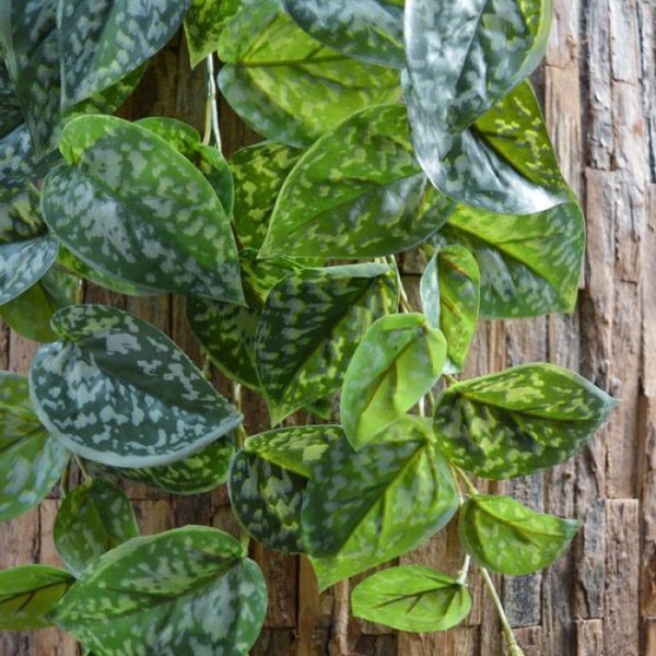 Kunst Hangplanten is circa 60 cm lang. De breedte bedraagt ongeveer 35 cm. De druppelvormige bladeren zijn mat groen met zilverkleurige vlekken. Een ideale hangende decoratie! Profiteer van de voordeel verpakking vanaf 6 stuks!