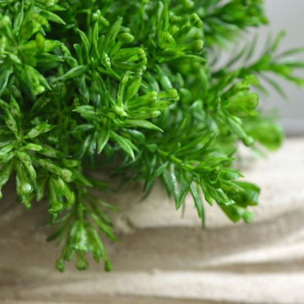 Senecio-Boeket-15-cm-4 of in een luxe platte schaal