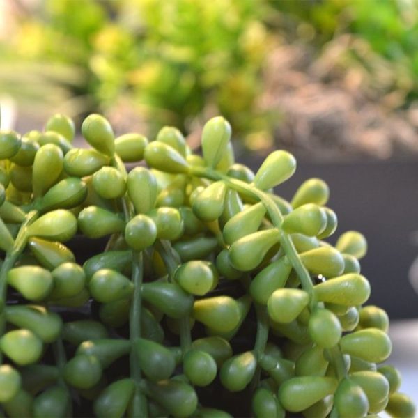 Kunst Hangplanten ook wel 'string of pearls' of erwtenplant genoemd