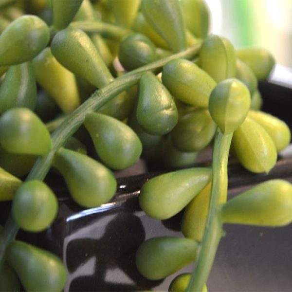 Kunsthangplanten  is een succulente variant en een schitterend decoratief kunstplantje. Dit soort heeft kleine ovale bolletjes die in mooie slierten hangen. De kunst hangplant heeft 5 strengen met een lengte van ongeveer 60 cm. De breedte bedraagt ongeveer 8 cm. Met de steker aan de achterkant kunt u de Senecio makkelijk ophangen of in een sierpot of bak opsteken. Een plantje dat zich overal thuis voelt en in elke interieur past. Vanaf 6 stuks profiteert u van de voordeel prijs.
