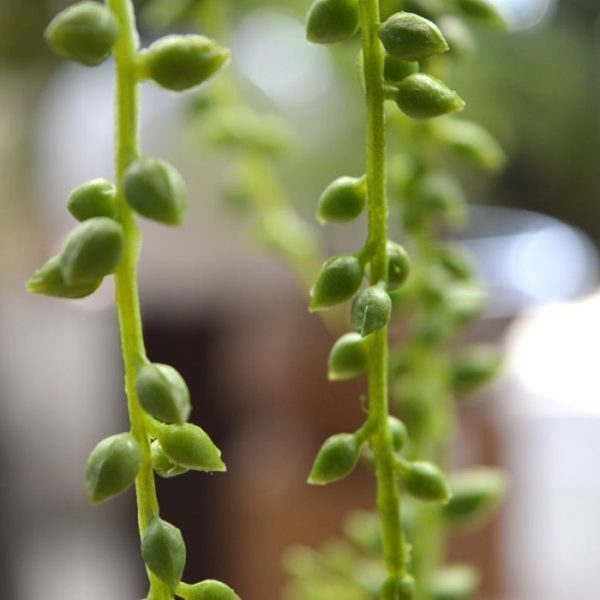 ook wel 'string of pearls' of erwtenplant genoemd