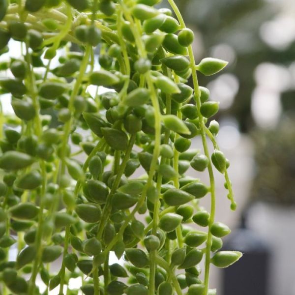 Deze Senecio Herrianus kunsthangplant