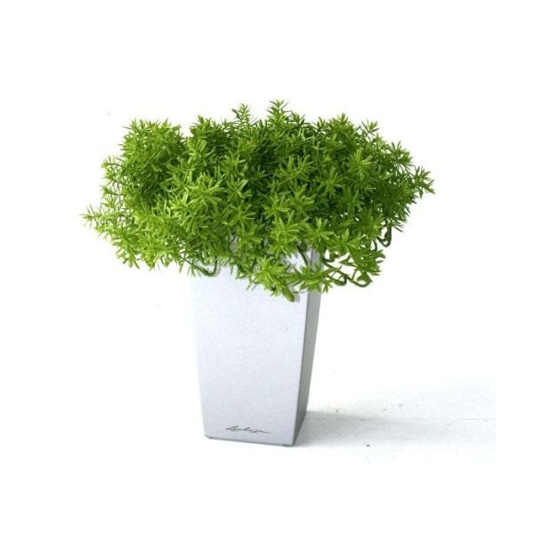 is met zijn vele blaadjes een leuke vetplant voor op tafel of in de vensterbank. Als enkel kunstplantje in een hoge sierpot