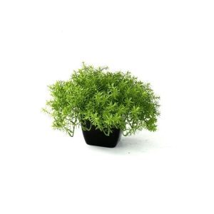 De Senecio kunst vetplant