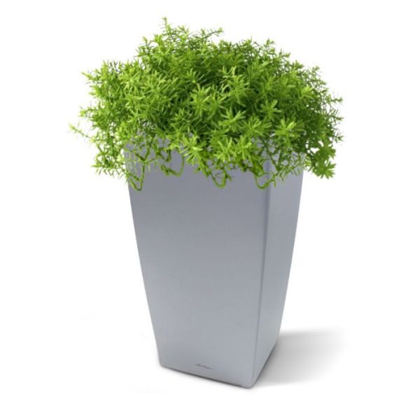 met deze kunst vetplant kun je perfect decoreren!   De diameter van de Senecio kunstplant is ±30cm en de hoogte inclusief het binnenpotje is ±20cm. Standaard wordt het plantje geleverd in een 12cm plastic binnenpot zodat deze eenvoudig in een sierpot te plaatsen is.  De afgebeelde sierpotten kunnen los besteld worden.