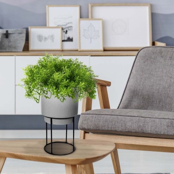 Senecio vetplant 30cm in pot 7