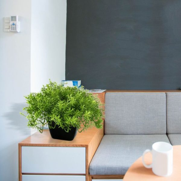 Senecio vetplant 30cm in pot 8