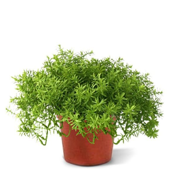 Senecio vetplant 30cm in pot 9