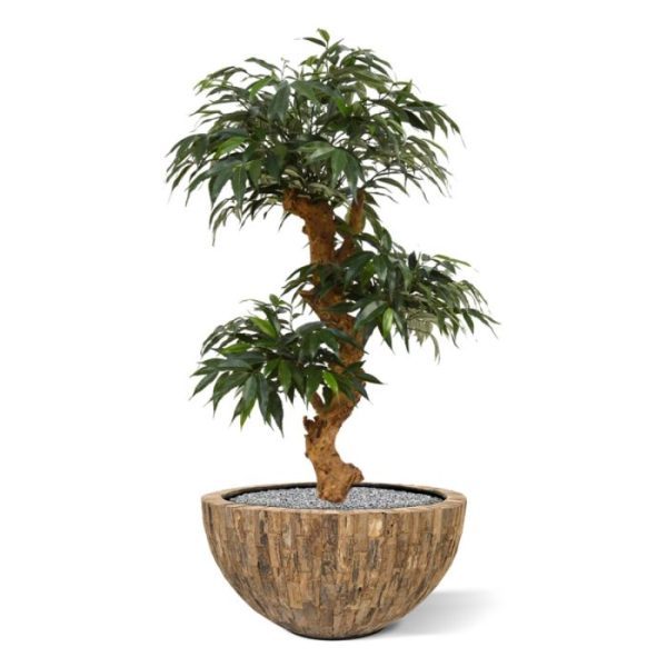 Shirakashi-Bonsai-x3-80-cm-op-voet-4 oosterse uitstraling! De Shirakashi is ongeveer 80 cm hoog en 50 cm op zijn breedste punt. Standaard wordt deze kunstboom geleverd op een houten voetje van 10 x 10 cm