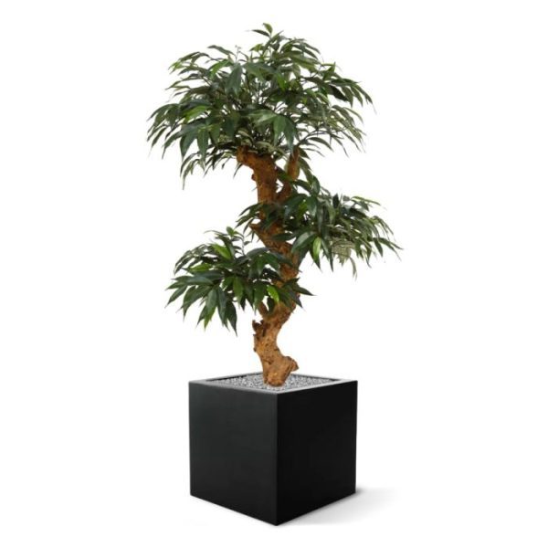 Shirakashi-Bonsai-x3-80-cm-op-voet-6 Shirakashi Bonsai x3 80 cm op voet 6