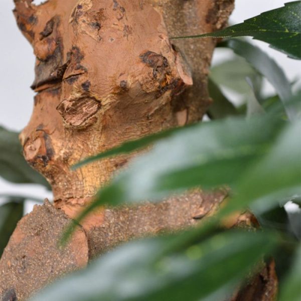 Shirakashi-Bonsai-x3-80-cm-op-voet-8 Shirakashi Bonsai x3 80 cm op voet 8