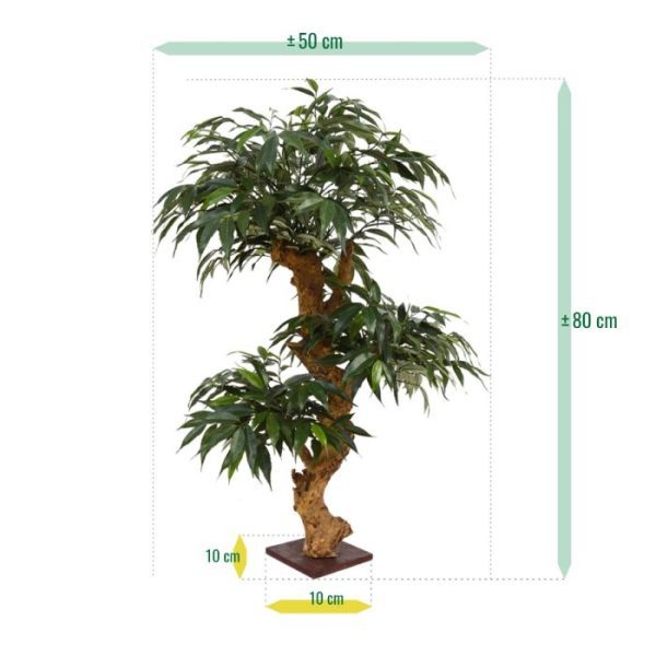 Shirakashi-Bonsai-x3-80-cm-op-voet-9 Shirakashi Bonsai x3 80 cm op voet 9