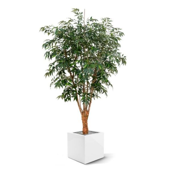 welke gecultiveerd is voor decoratieve doeleinden. En dat is te zien! De kunstboom is gemaakt van meerdere grove stammen van echt hout en heeft een ongekend decoratieve