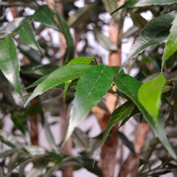 oosterse uitstraling! De kunst Shirakashi is ongeveer 180 cm hoog en 90 cm op zijn breedste punt. Standaard wordt deze Shirakashi in een plastic pot geleverd zodat u ze makkelijk in een sierpot kunt plaatsen.