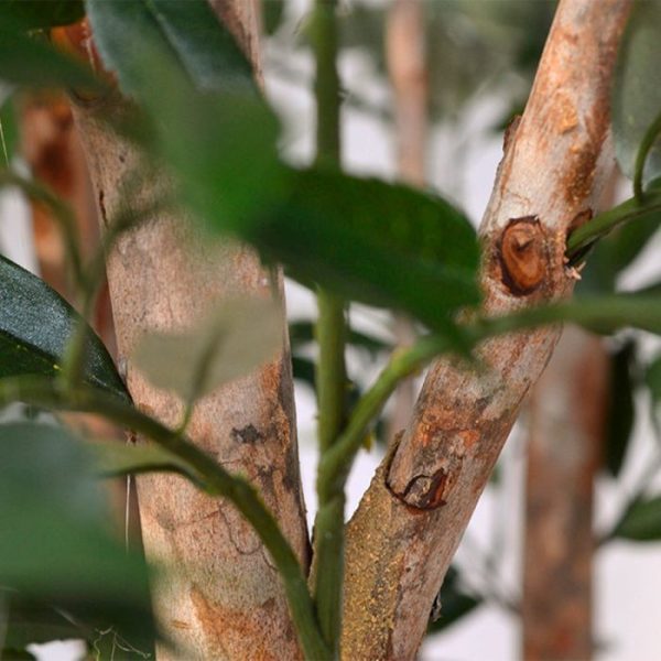 Shirakashi Deluxe kunstboom 180 cm 4