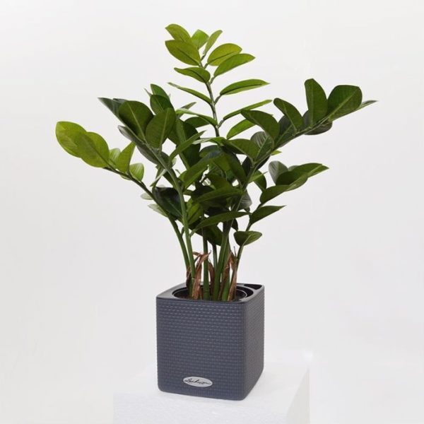 5x16 cm. In de losse binnenbak past een pot van ø 12 x 10 cm (Cube 14) of ø 14