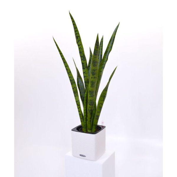 5x16 cm. In de losse binnenbak past een pot van ø 12 x 10 cm (Cube 14) of ø 14